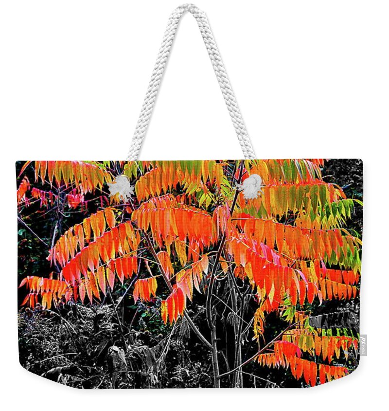 Trees Weekender Tote Bag featuring the photograph Fall Contrast by Burney Lieberman