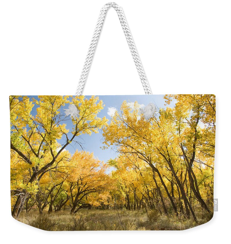 Fall Leaves Weekender Tote Bag featuring the photograph Fall Leaves in New Mexico by Shane Kelly