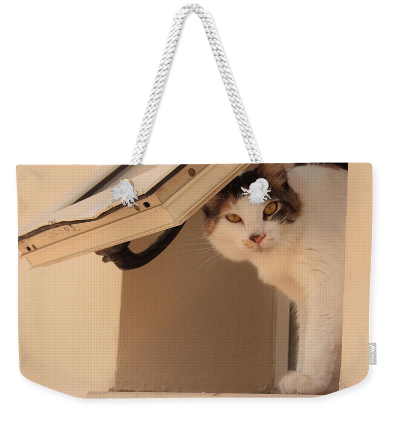 Fantasia Weekender Tote Bag featuring the photograph Fantasia Here's Looking at You Kid by Anita Dale Livaditis