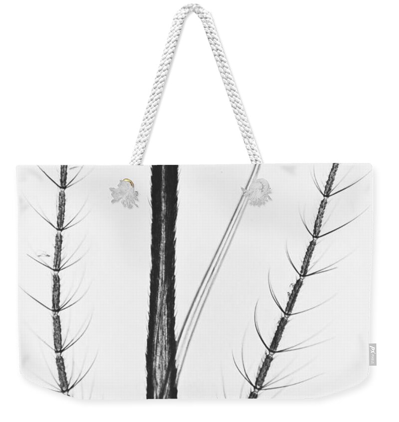 Mosquito Weekender Tote Bag featuring the photograph Female Mosquito Proboscis by Eric V. Grave
