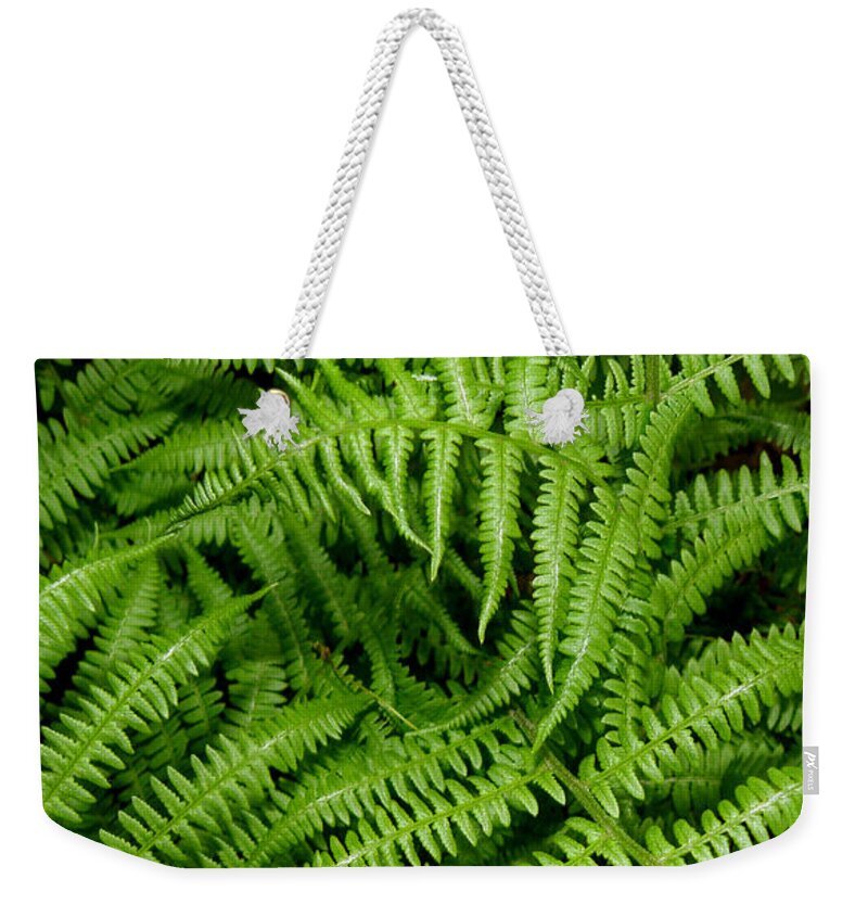 Ferns Weekender Tote Bag featuring the photograph Ferns by Kim Galluzzo
