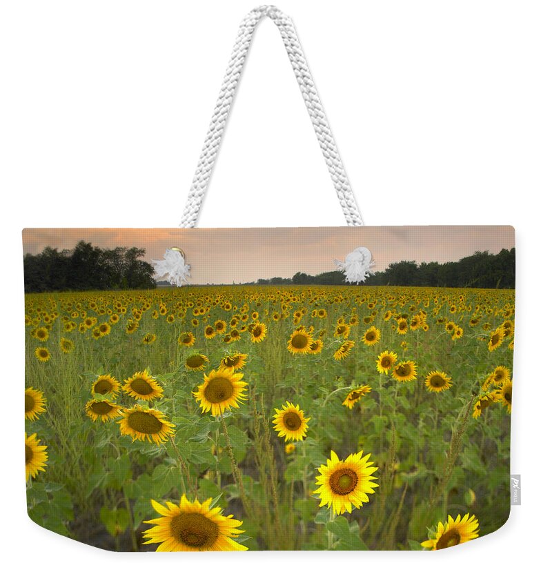 00175612 Weekender Tote Bag featuring the photograph Field Of Sunflowers Flint Hills by Tim Fitzharris