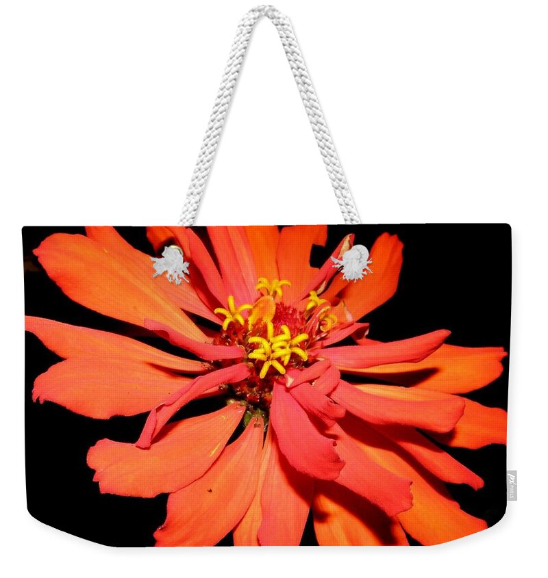 Zinnia Weekender Tote Bag featuring the photograph Fiery Explosion Of Colors by Kim Galluzzo Wozniak