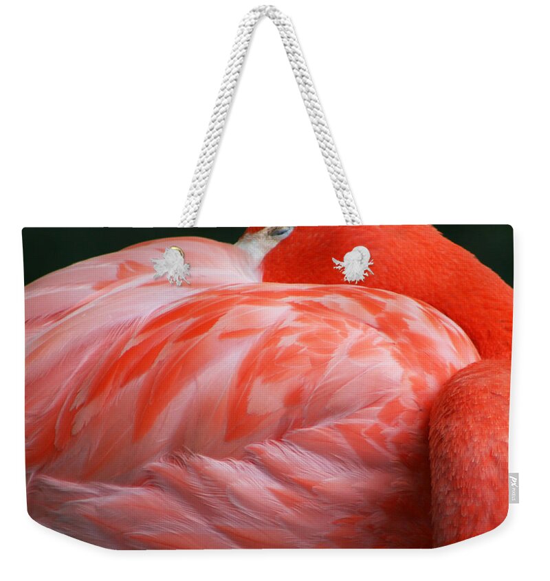 Phoenicopterus Weekender Tote Bag featuring the photograph Flamingo Taking a Snooze by Kathy Clark
