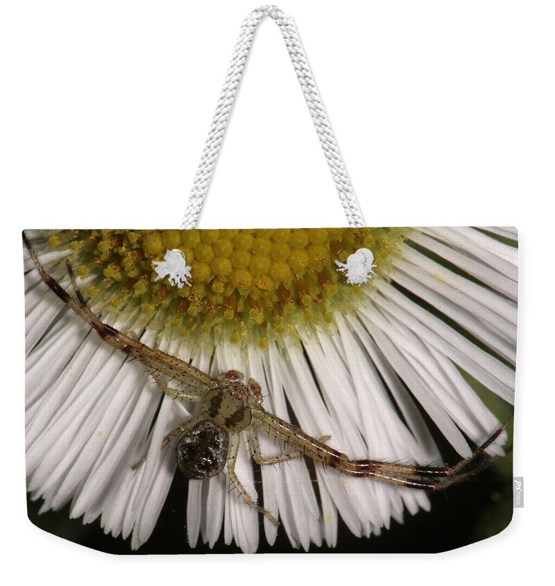 Nature Weekender Tote Bag featuring the photograph Flower Spider On Fleabane by Daniel Reed