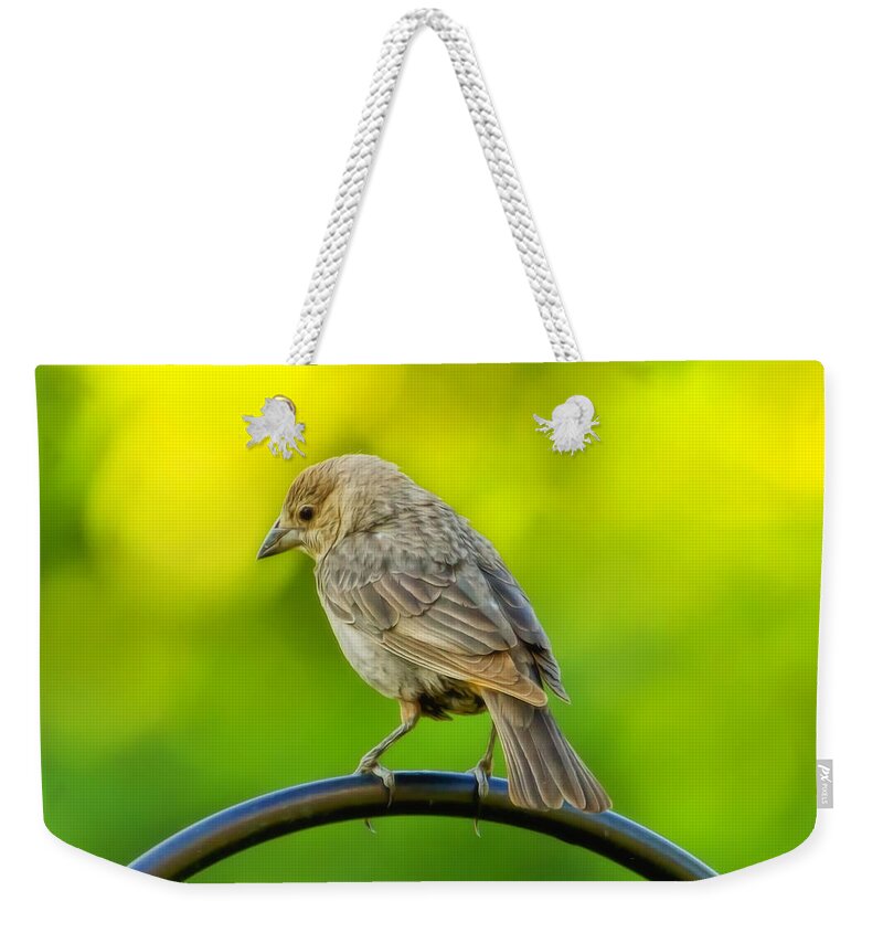 Bird Weekender Tote Bag featuring the photograph Flowing Female Cowbird by Bill and Linda Tiepelman