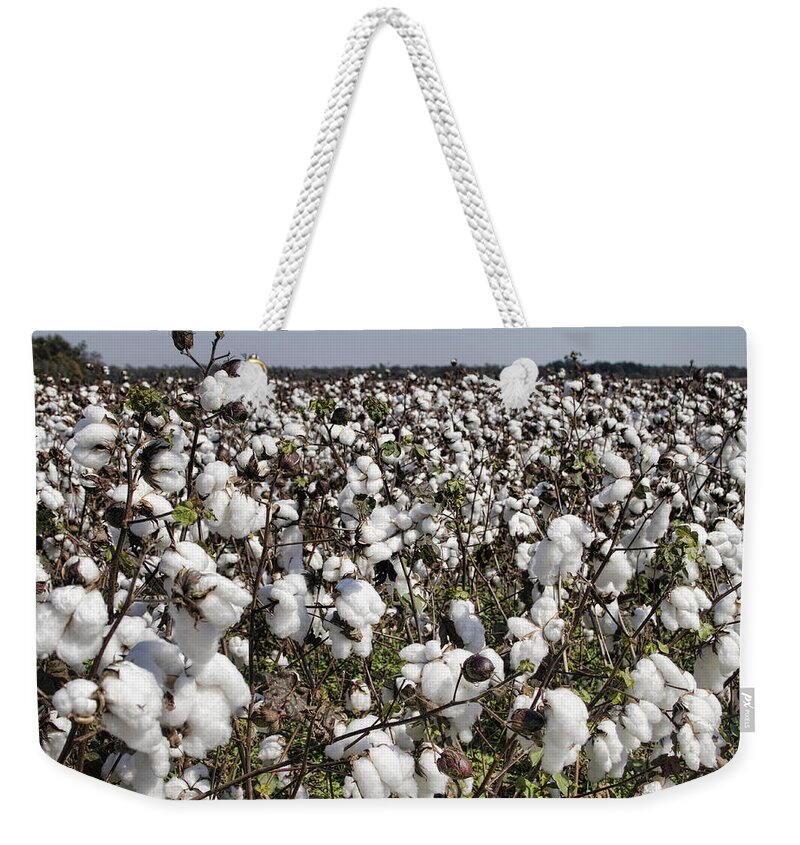 Cotton Weekender Tote Bag featuring the photograph Fluffy White Cotton Bolls by Kathy Clark