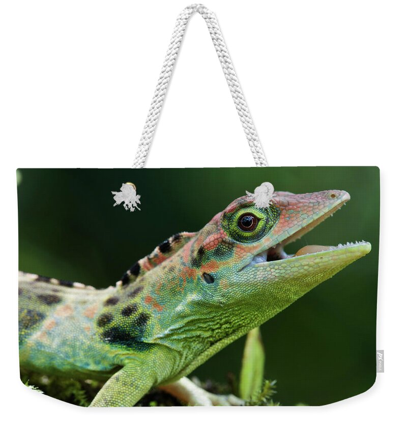 Fn Weekender Tote Bag featuring the photograph Frasers Anole Anolis Fraseri Male by James Christensen