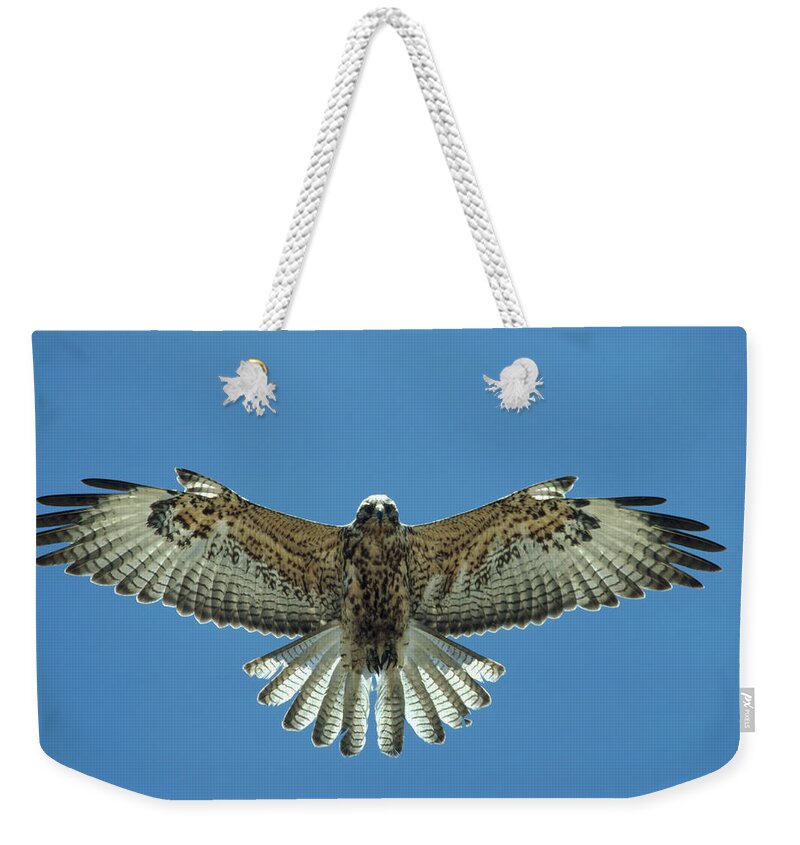 Mp Weekender Tote Bag featuring the photograph Galapagos Hawk Buteo Galapagoensis by Tui De Roy