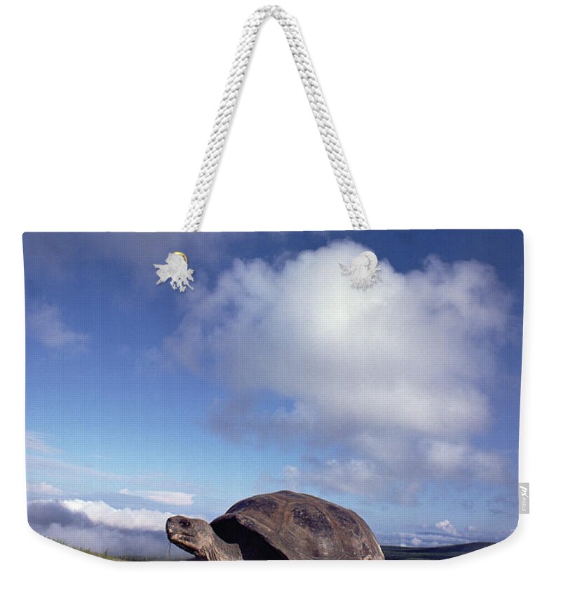 Mp Weekender Tote Bag featuring the photograph Galapagos Tortoise on Isla Isabella by Tui De Roy