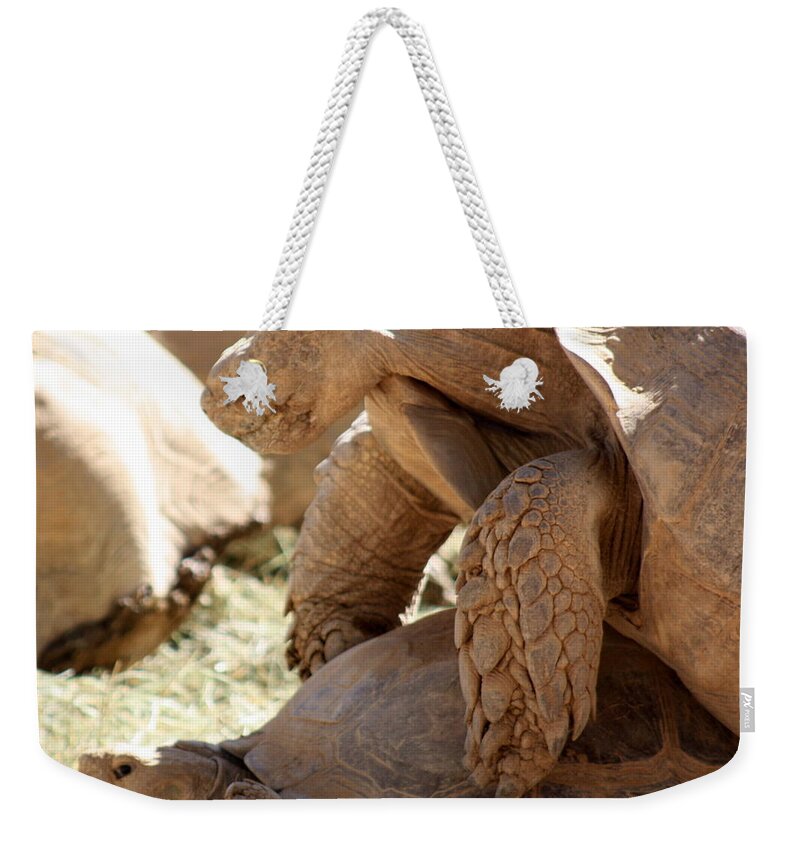 Tortoise Weekender Tote Bag featuring the photograph Get a room by Kim Galluzzo Wozniak
