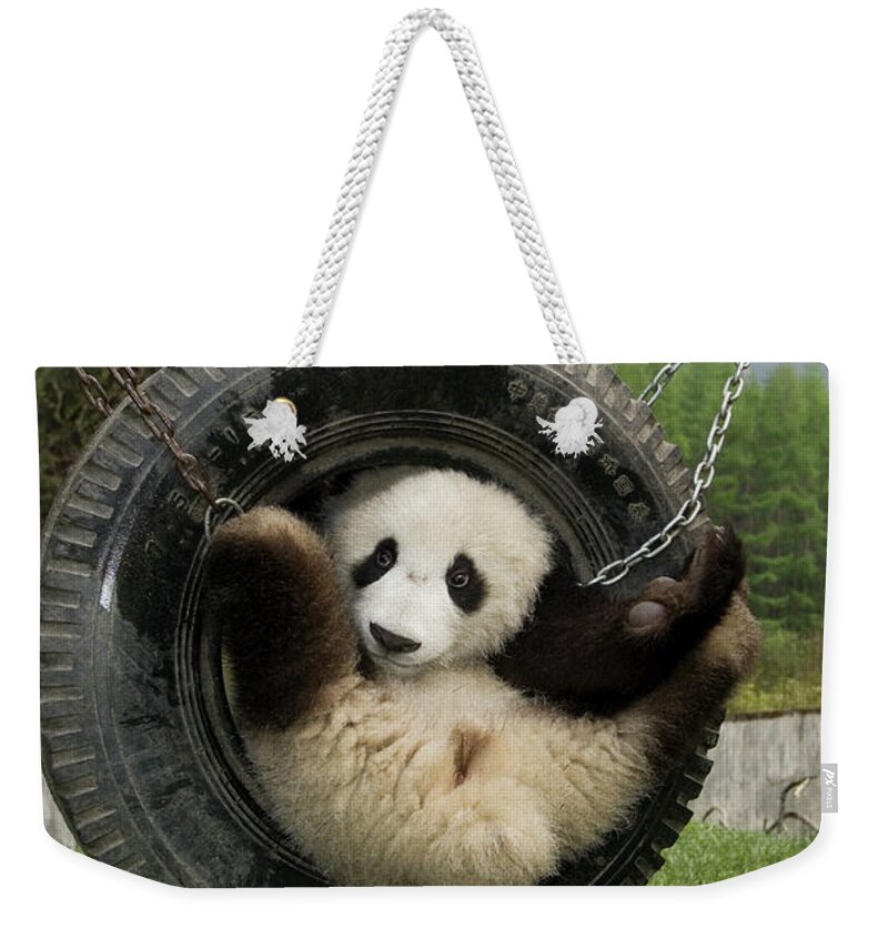 Mp Weekender Tote Bag featuring the photograph Giant Panda Ailuropoda Melanoleuca Cub by Katherine Feng