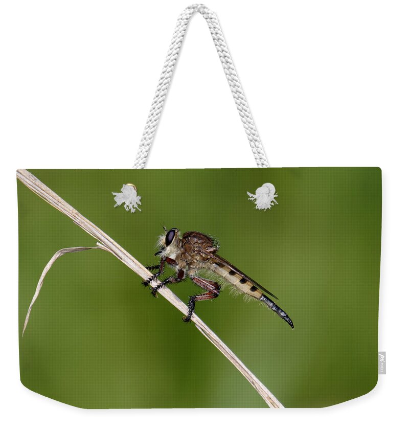Nature Weekender Tote Bag featuring the photograph Giant Robber Fly - Promachus hinei by Daniel Reed