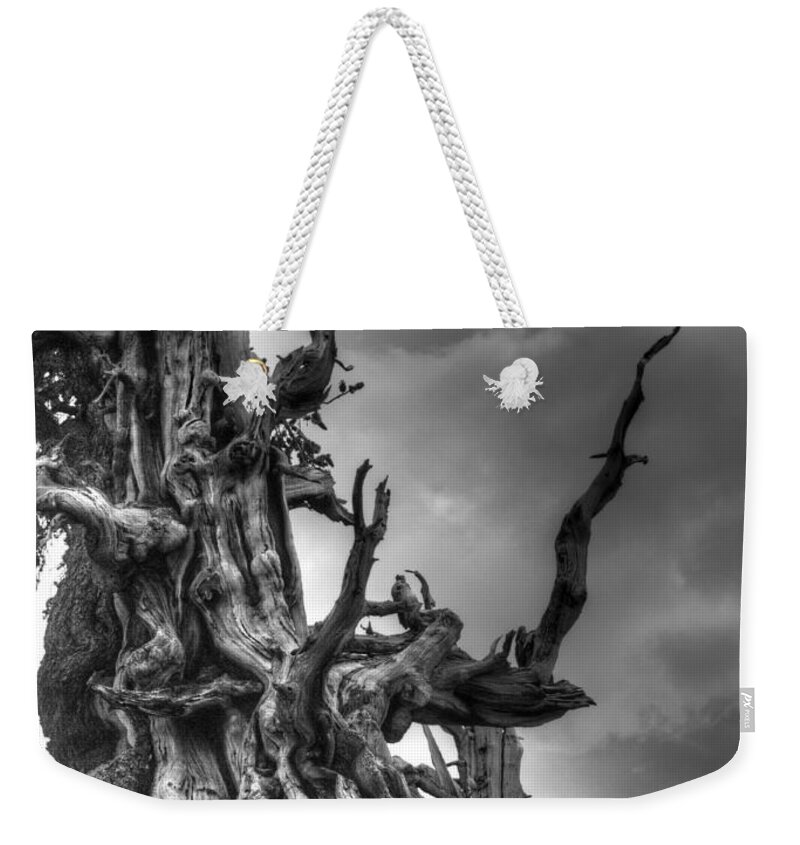 Pine Weekender Tote Bag featuring the photograph Gnarls by Joe Schofield