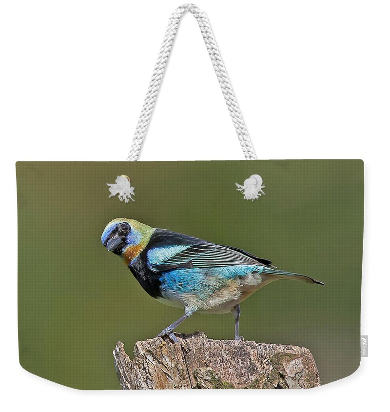 Bird Weekender Tote Bag featuring the photograph Golden-hooded Tanager by Jean-Luc Baron