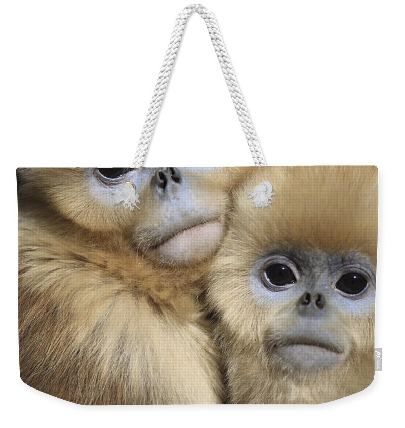 Mp Weekender Tote Bag featuring the photograph Golden Snub-nosed Monkeys by Cyril Ruoso