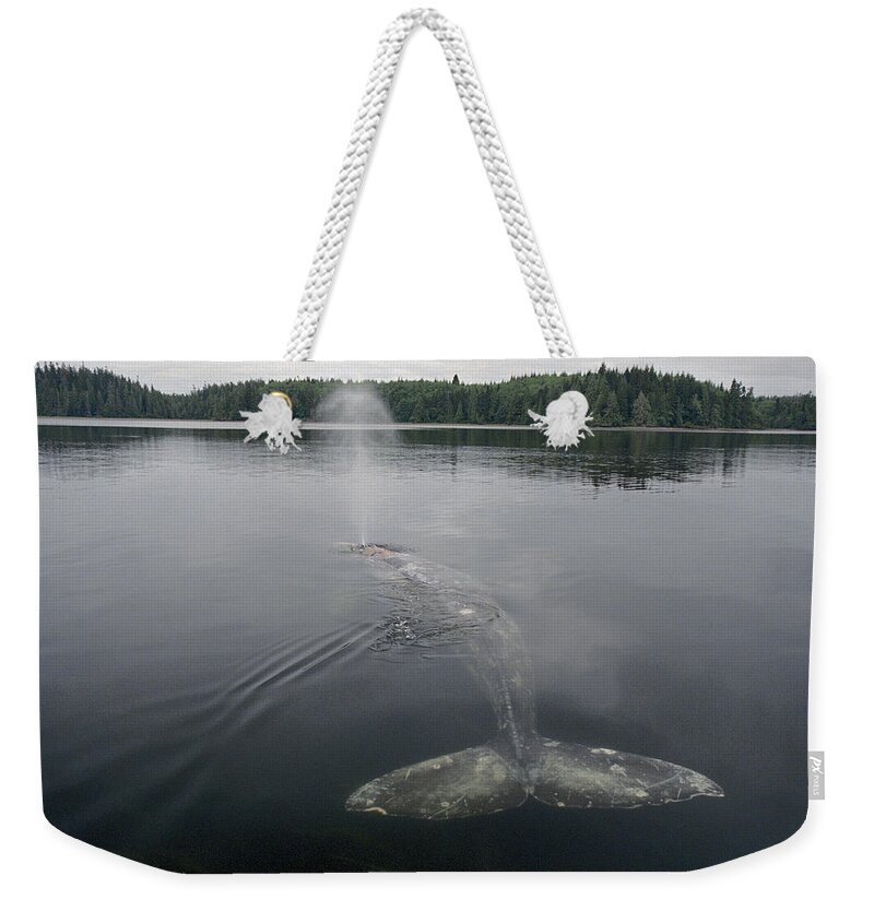 00117016 Weekender Tote Bag featuring the photograph Gray Whale Spouting Clayoquot Sound by Flip Nicklin