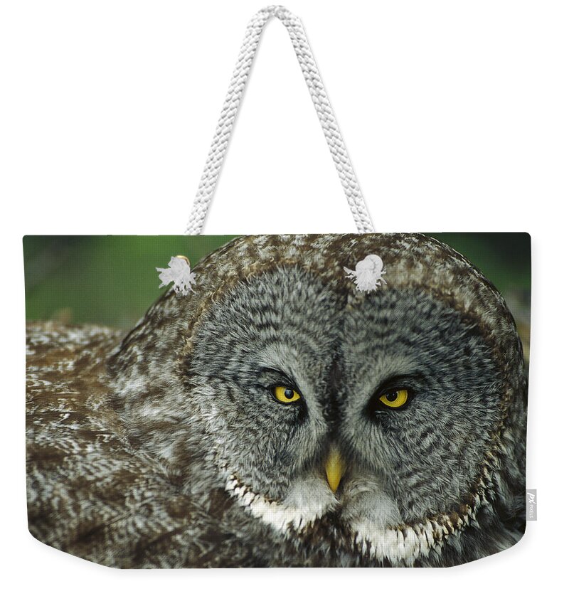 Mp Weekender Tote Bag featuring the photograph Great Gray Owl Strix Nebulosa Portrait by Michael Quinton