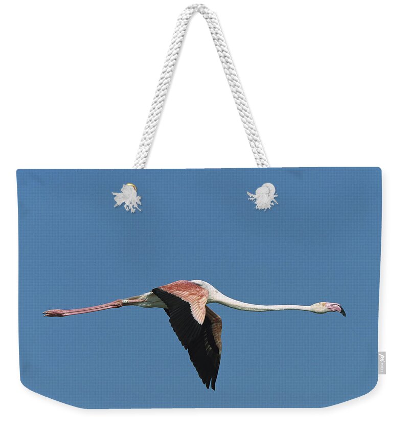 Mp Weekender Tote Bag featuring the photograph Greater Flamingo Phoenicopterus Ruber by Konrad Wothe
