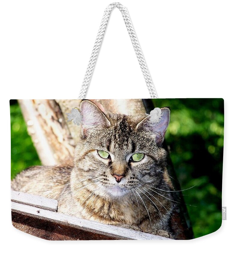 Cat Weekender Tote Bag featuring the photograph Green Eye stare down by Kim Galluzzo