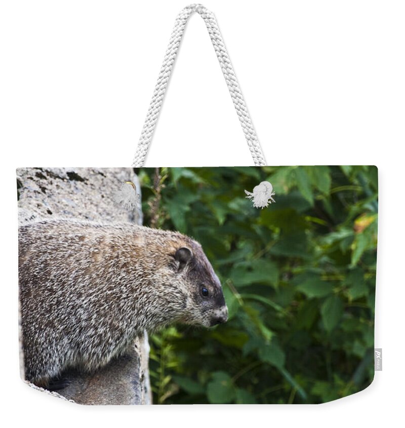 Punxatawny Phil Weekender Tote Bag featuring the photograph Groundhog Day by Bill Cannon