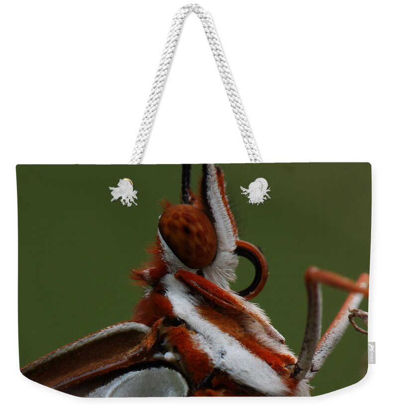 Agraulis Vanillae Weekender Tote Bag featuring the photograph Gulf Fritillary Butterfly Portrait by Daniel Reed