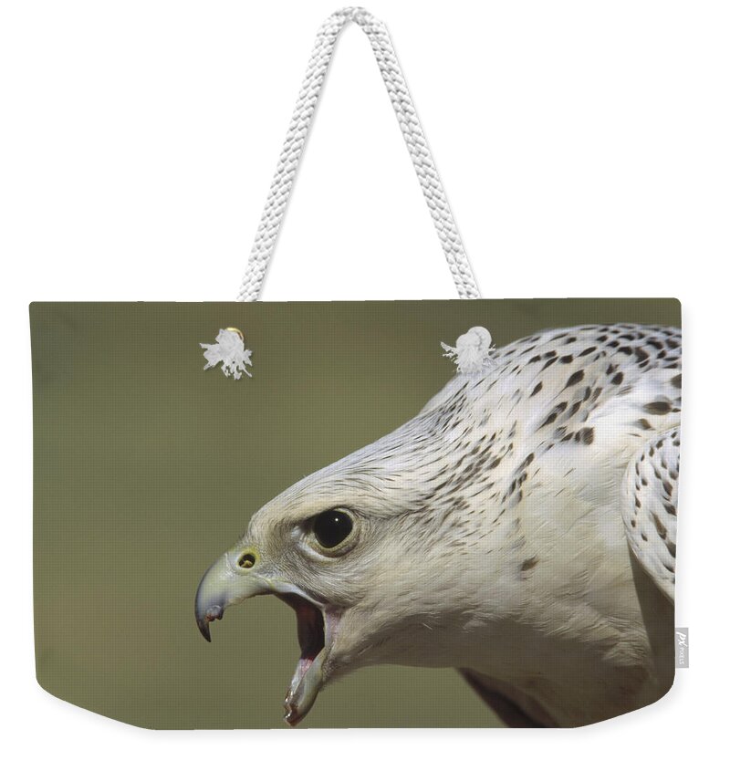 Mp Weekender Tote Bag featuring the photograph Gyrfalcon Falco Rusticolus Adult Female by Konrad Wothe