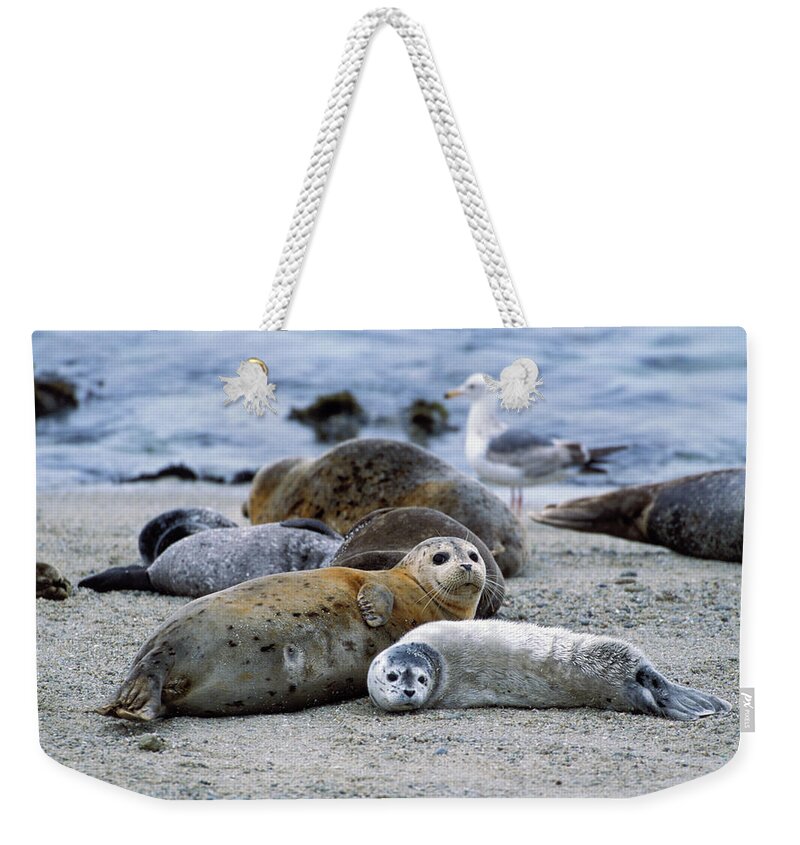 Mp Weekender Tote Bag featuring the photograph Harbor Seal Phoca Vitulina Mother by Suzi Eszterhas