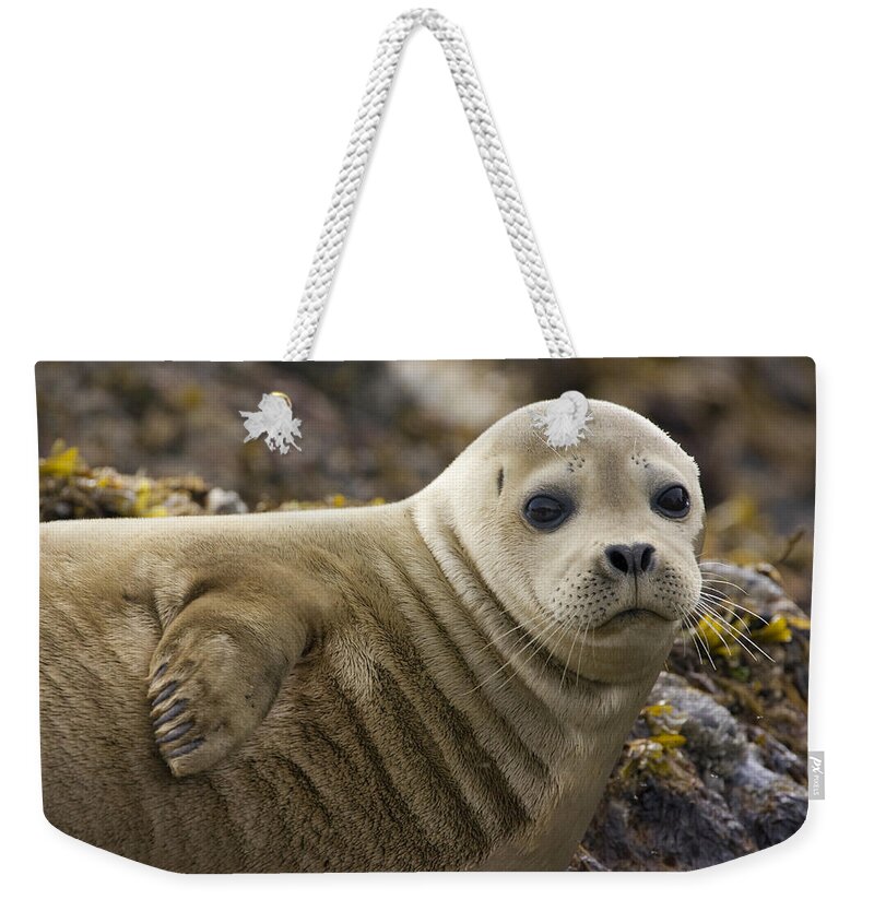 Mp Weekender Tote Bag featuring the photograph Harbor Seal Phoca Vitulina Portrait by Suzi Eszterhas