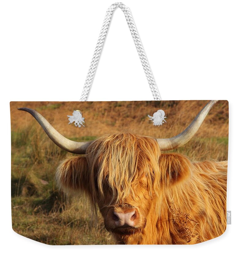 Cattle Weekender Tote Bag featuring the photograph Hairy Cow by Bruce J Robinson