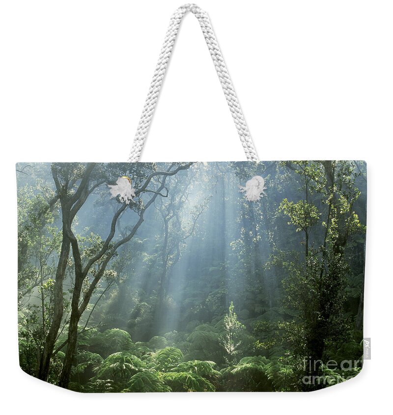 Plant Weekender Tote Bag featuring the photograph Hawaiian Rainforest by Gregory Dimijian MD