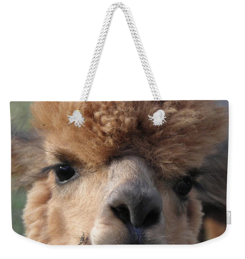Alpaca Weekender Tote Bag featuring the photograph Hello can I help you by Kim Galluzzo Wozniak