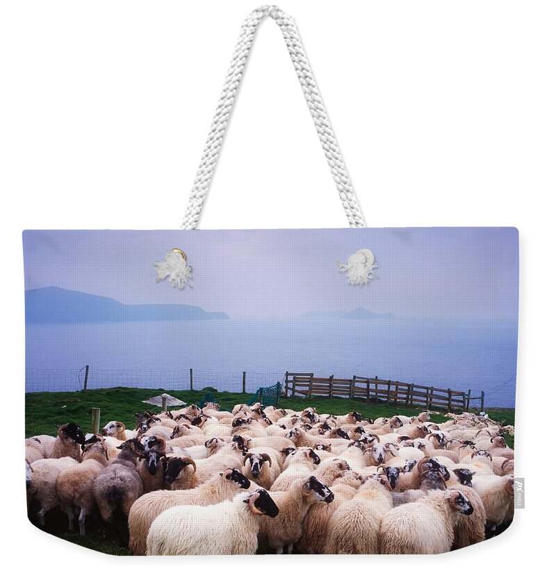 Animals Weekender Tote Bag featuring the photograph Herding Sheep, Inishtooskert, Blasket by The Irish Image Collection 