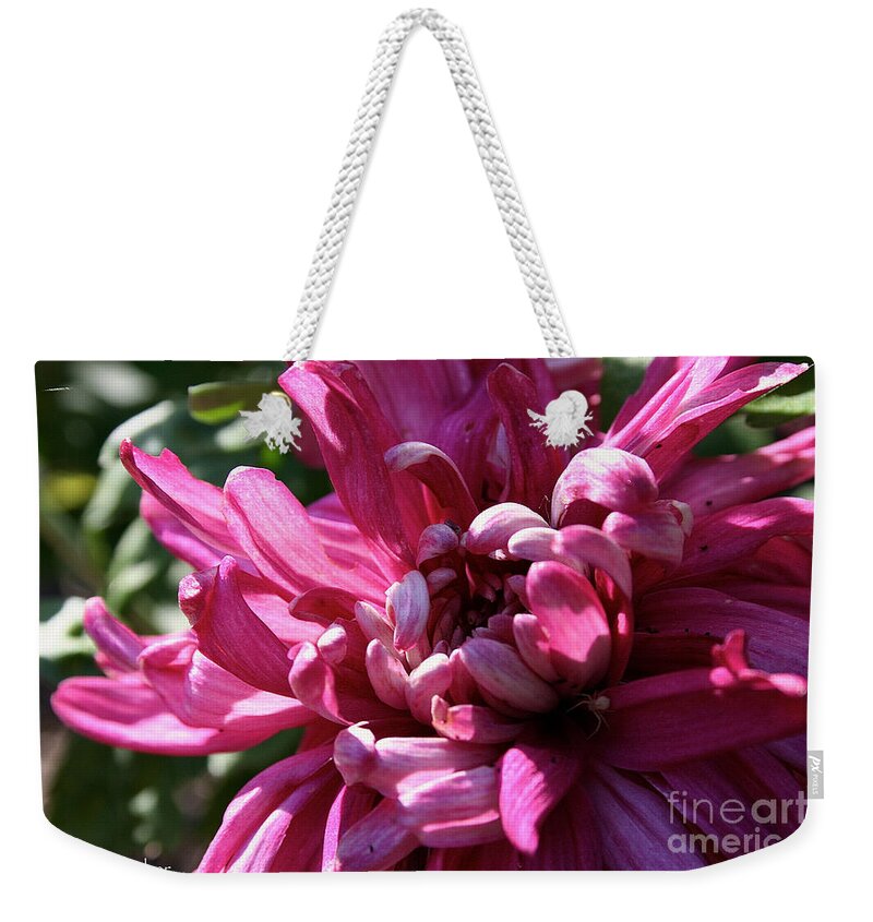 Outdoors Weekender Tote Bag featuring the photograph Hiding Spider by Susan Herber