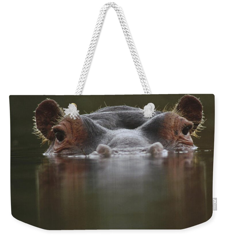 Mp Weekender Tote Bag featuring the photograph Hippopotamus Hippopotamus Amphibius by Tim Fitzharris