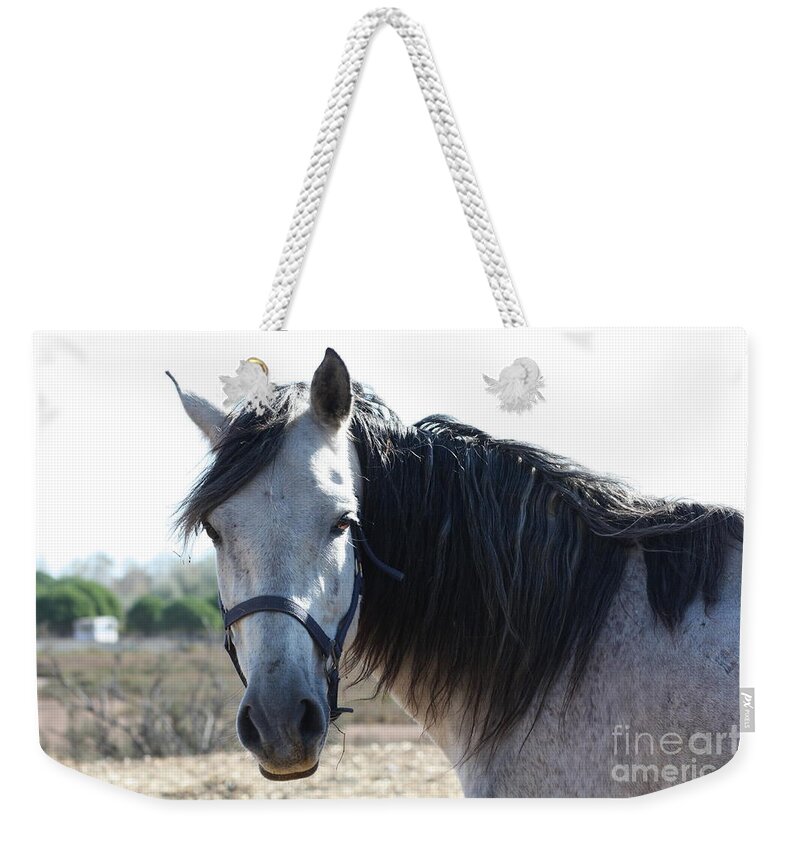 Horse Weekender Tote Bag featuring the photograph Horse with a look by Rogerio Mariani