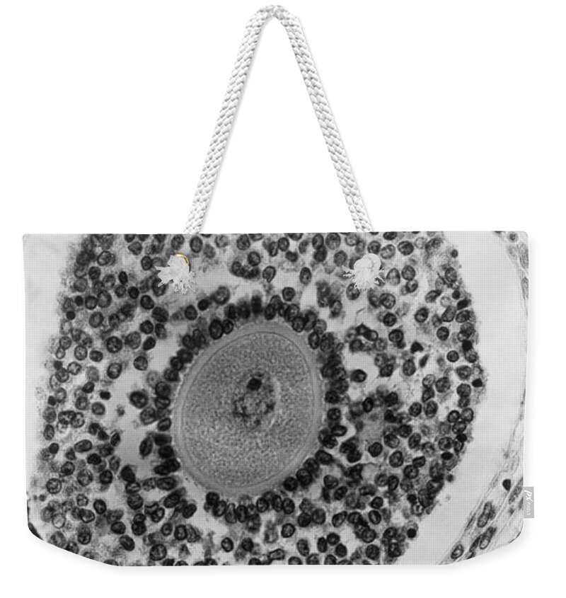 Science Weekender Tote Bag featuring the photograph Human Ovum Lm by Omikron