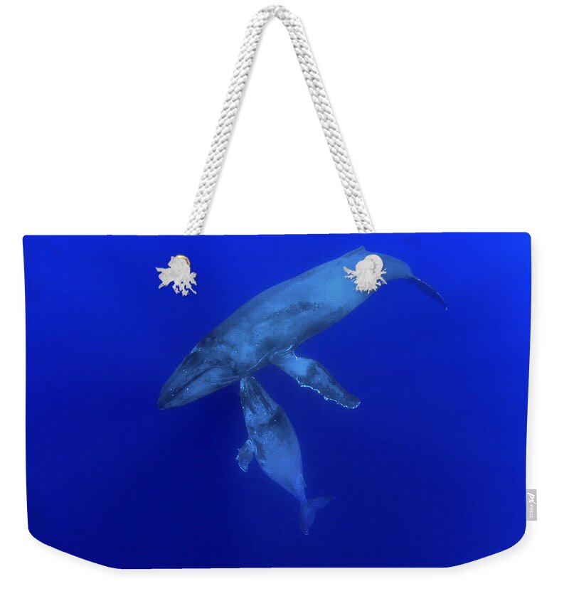00999164 Weekender Tote Bag featuring the photograph Humpback Whale Mother And Yearling Maui by Flip Nicklin