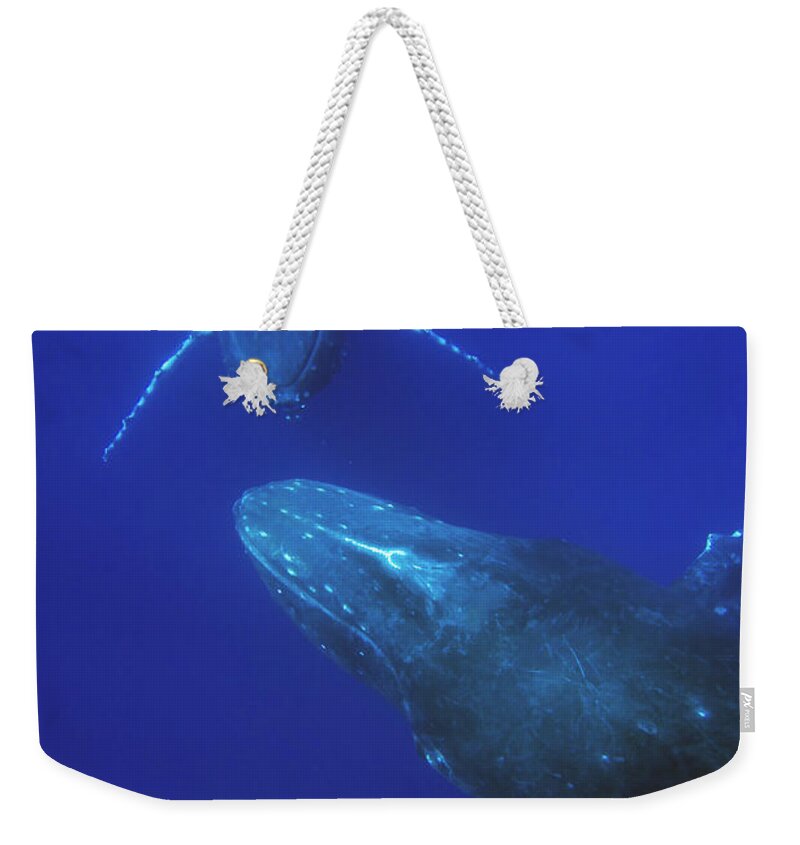 00999182 Weekender Tote Bag featuring the photograph Humpback Whale Pair Maui Hawaii by Flip Nicklin