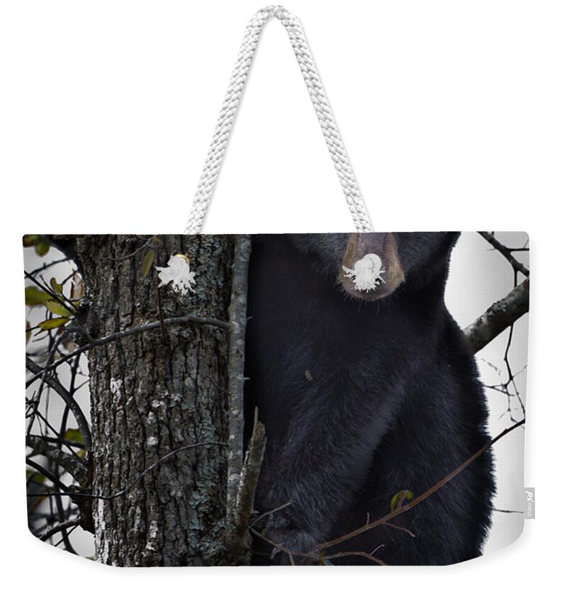 Bear Weekender Tote Bag featuring the photograph Hunting Berries by Ronald Lutz