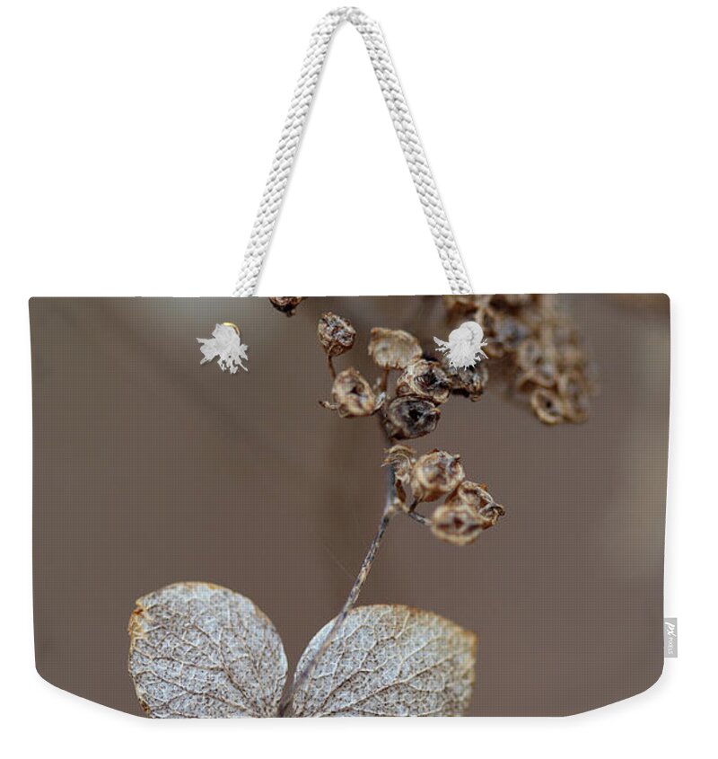 Plant Weekender Tote Bag featuring the photograph Hydrangea arborescens Dry Flower Head In Winter by Daniel Reed
