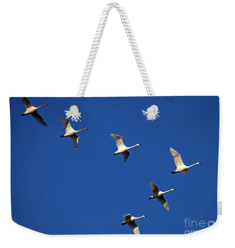 Tundra Swan Weekender Tote Bag featuring the photograph In Formation by Michael Dawson