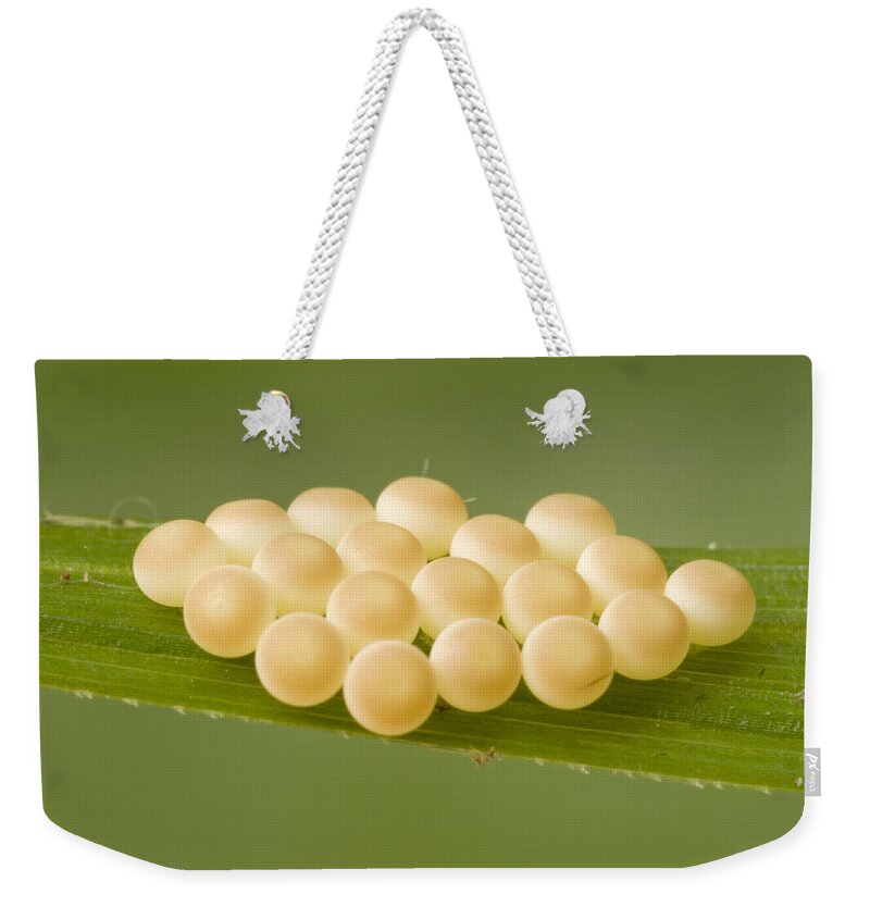 00298007 Weekender Tote Bag featuring the photograph Insect Eggs Guinea West Africa by Piotr Naskrecki