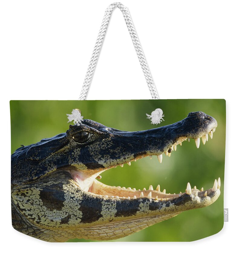 Mp Weekender Tote Bag featuring the photograph Jacare Caiman Caiman Yacare by Konrad Wothe