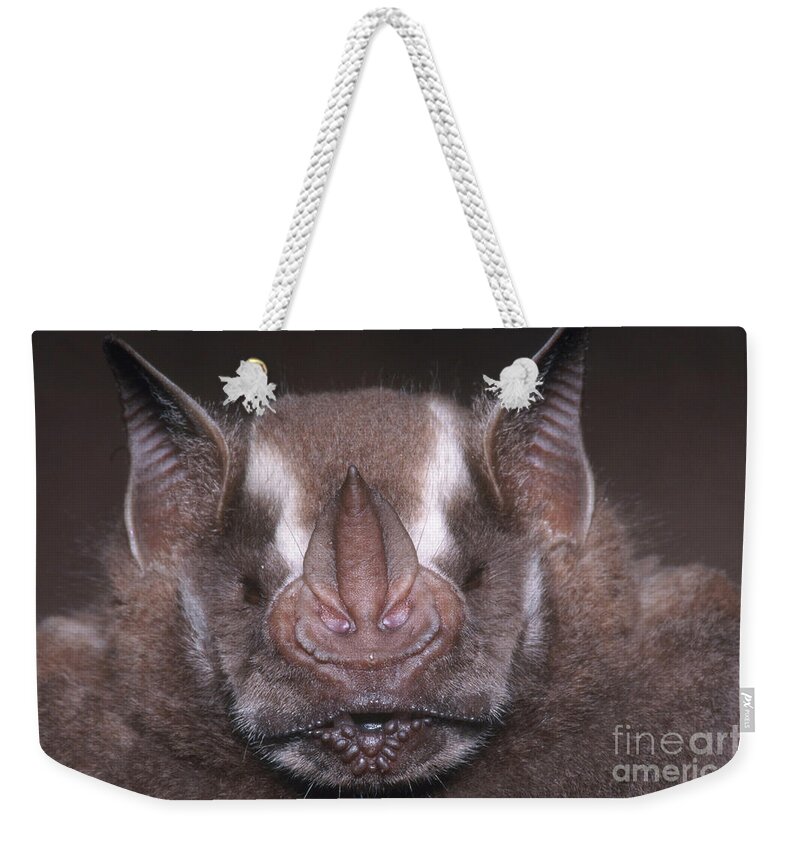 Jamaican Fruit Bat Weekender Tote Bag featuring the photograph Jamaican Fruit Bat by Dante Fenolio