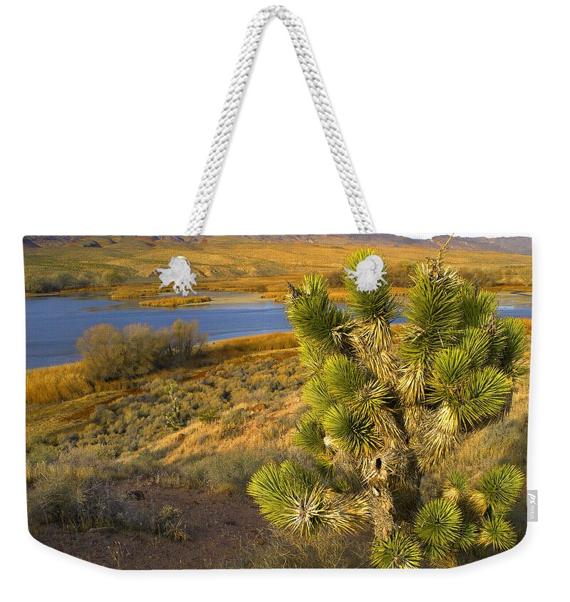 00175509 Weekender Tote Bag featuring the photograph Joshua Tree And Wetlands by Tim Fitzharris
