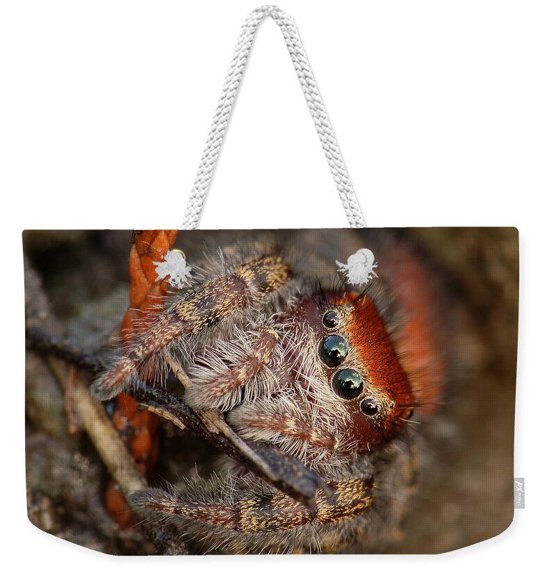 Phidippus Cardinalis Weekender Tote Bag featuring the photograph Jumping Spider Portrait by Daniel Reed