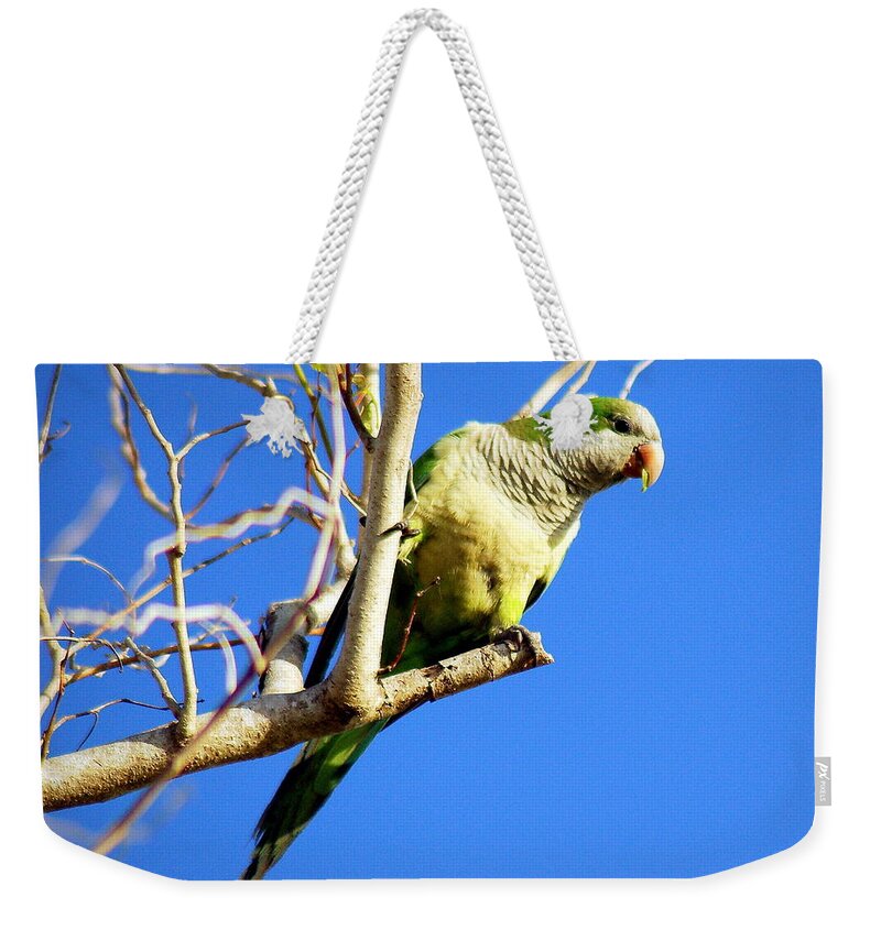 Wild Green Parrot Weekender Tote Bag featuring the painting Just a little nibble by AnnaJo Vahle