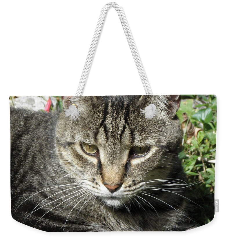 Cat Weekender Tote Bag featuring the photograph Just Chillin by Kim Galluzzo