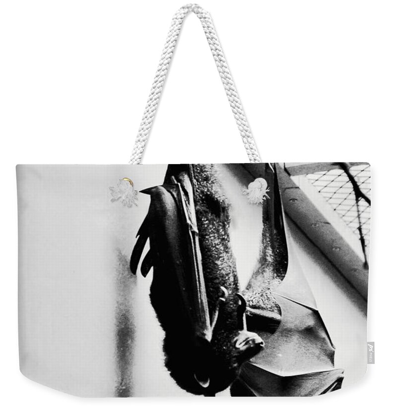 Bat Weekender Tote Bag featuring the photograph Just Hanging Around by Brittany Horton
